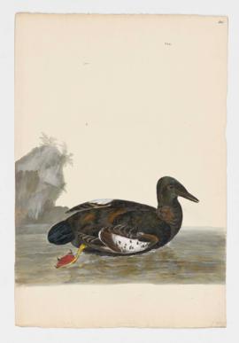 Black Guillemot