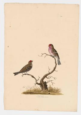 Lesser Redpoll