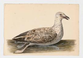 Herring Gull, immature