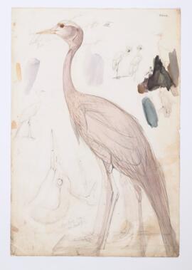 [Demoiselle crane (anthropoides virgo)]