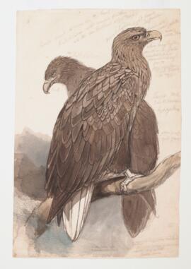 White-tailed eagle (haliaetus albicilla)