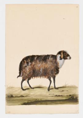 Domestic Sheep (Broad Fat-Tailed)