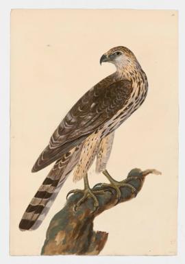 Northern Goshawk, immature