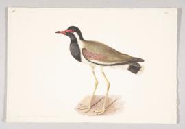 Red-wattled lapwing (Vanellus indicus)