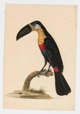 Ariel Toucan