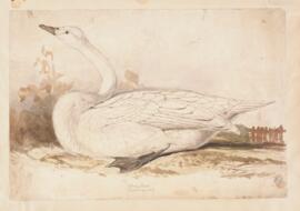 Whooper swan (cygnus cygnus)