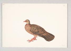 Red spurfowl (Galloperdix spadicea)