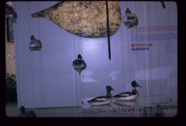 Bird Decoys