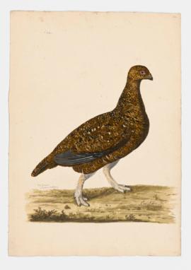 Red Grouse