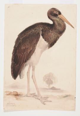 Black Stork (Ciconia nigra)