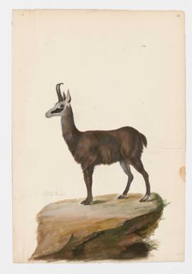 Chamois [female]