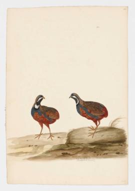 Blue-breasted Quail