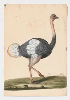 Southern Ostrich [male]