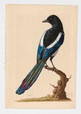 Magpie