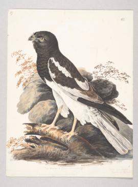 Pied harrier (Circus melanoleucos)