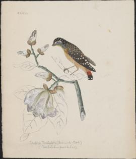 Spotted Pardalote (Diamond-Bird) (Pardalotus Punctatus)