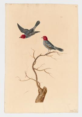 Red-Headed Finch, male