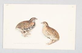 Rain Quail (Coturnix coromandelica)