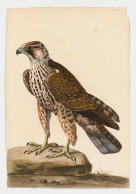 Lanner Falcon