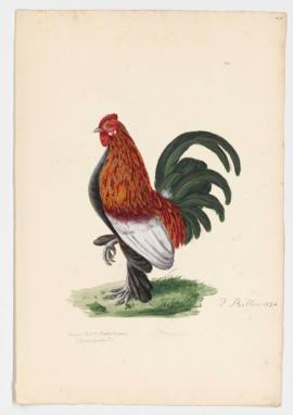 Domestic Fowl [male] (Booted Bantam)