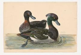 Tufted Duck [male] & [female]