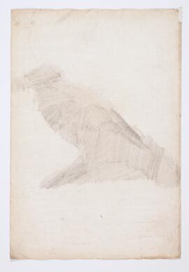Raven (corvus coraz)