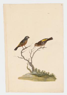 Black-Throated Canary, Black-throated Seedeater