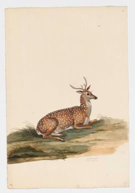 Spotted Deer [male]