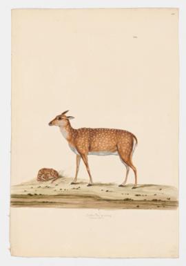 Spotted Deer [female] and young