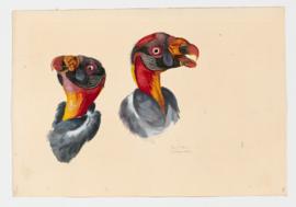 King vulture