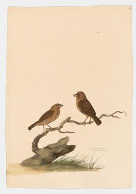 White-throated Munia