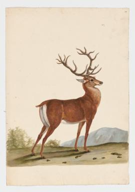 Red Deer [male]