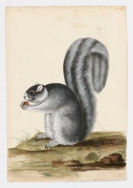 Eastern Gray Squirrel