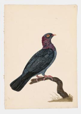 Rock Dove, Rock Pigeon