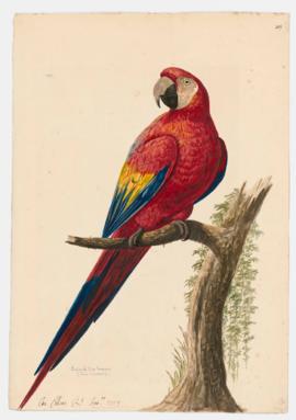 Red and blue macaw