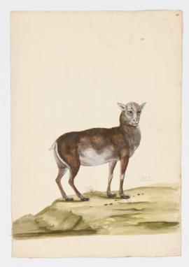 Argali [female]?