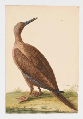 Red-footed Booby