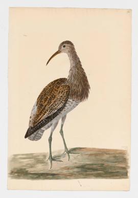 Little Curlew