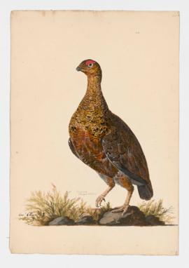 Red Grouse