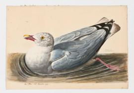 Herring gull