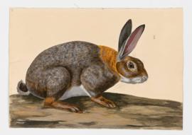 European Rabbit, Common Rabbit, Domestic Rabbit