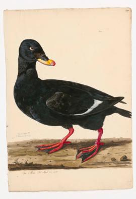 Velvet-Scoter [male]