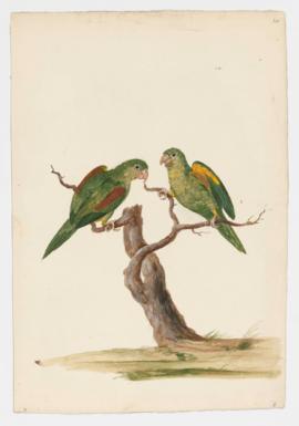 Orange-chinned Parakeet