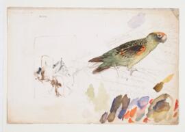 [Red-fronted parrot (Poicephalus gulielmi)]