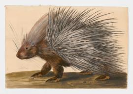 Porcupine