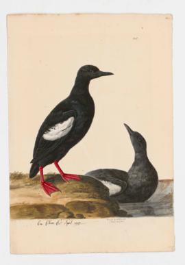 Black Guillemot