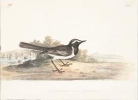 White-browed Wagtail (Motacilla maderaspatensis)