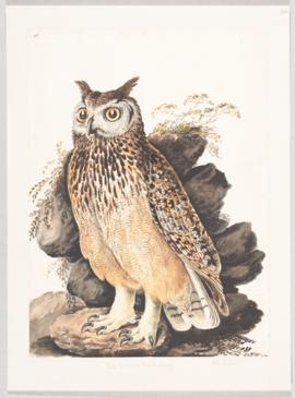 Indian eagle owl (Bubo bengalensis)