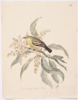 Common iora (Aegithina tiphia)