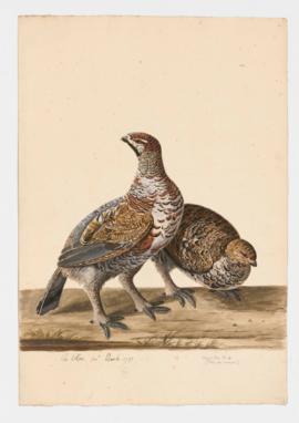 Hazel Hen [male] and [female]